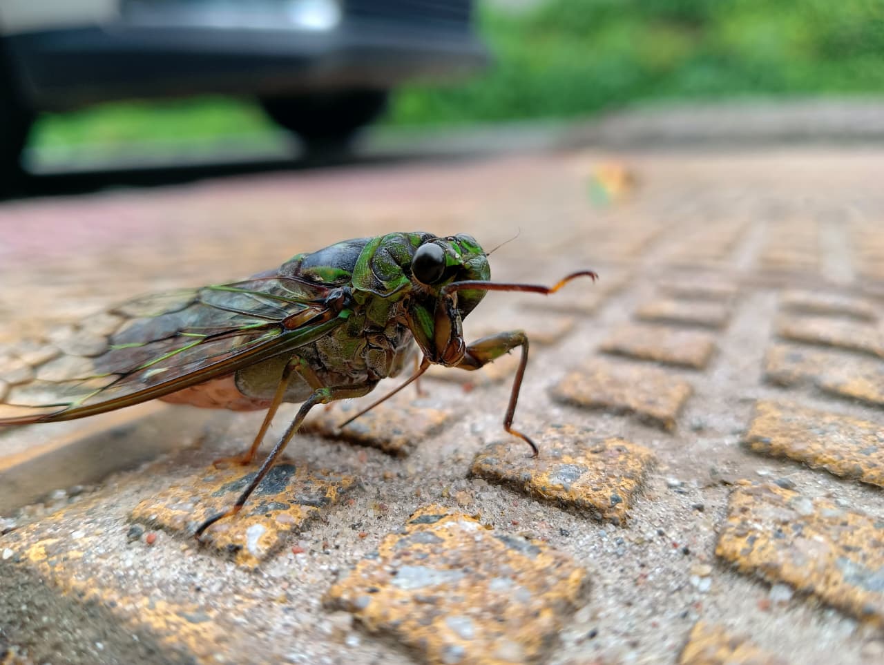 Cicada photographed at Coorg